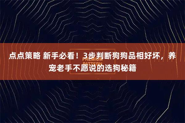 点点策略 新手必看！3步判断狗狗品相好坏，养宠老手不愿说的选狗秘籍